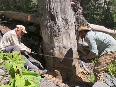 Harvey Kelsey and Steve Angster taking a sample from the “victim” tree exhumed from the Red Lassic landslide