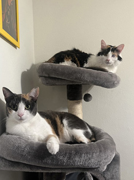 Two cats on cat tree.